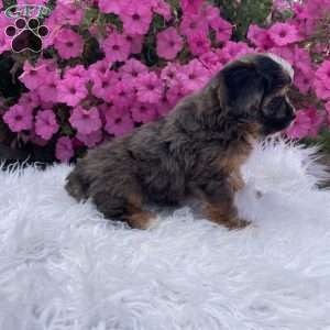 Finn, Cavapoo Puppy