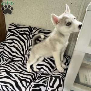 Misty, Siberian Husky Puppy