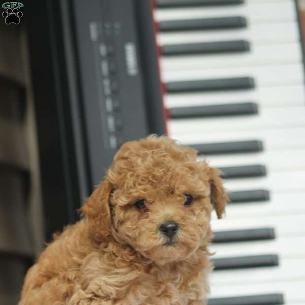 Beethoven, Bich-Poo Puppy