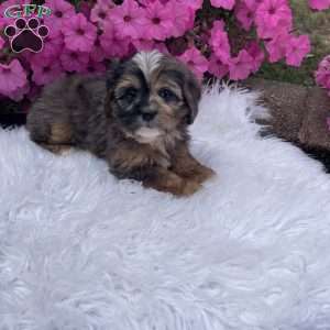 Finn, Cavapoo Puppy