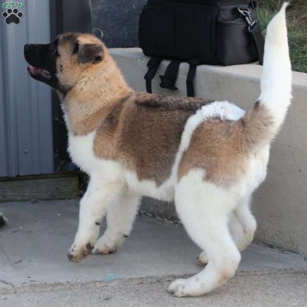 Carl, Akita Puppy
