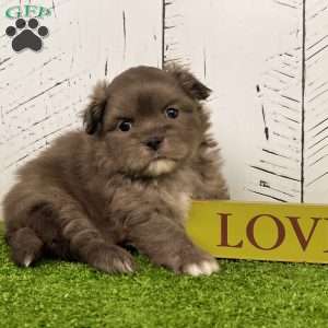 Derek, Shih-Pom Puppy