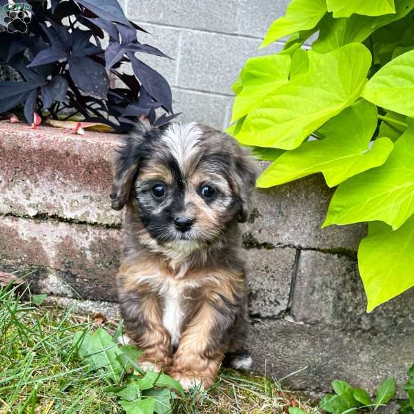 Finn, Cavapoo Puppy
