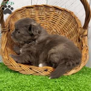 Derek, Shih-Pom Puppy