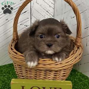 Derek, Shih-Pom Puppy