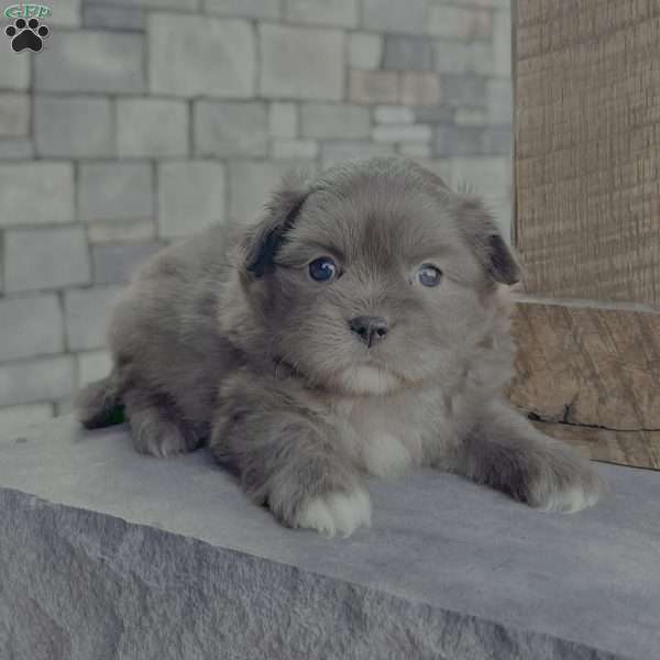 Derek, Shih-Pom Puppy