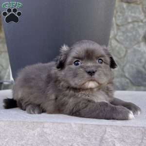 Derek, Shih-Pom Puppy