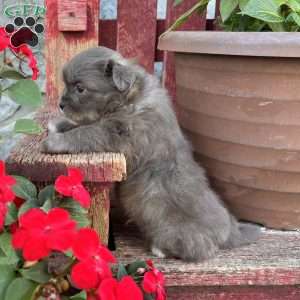 Derek, Shih-Pom Puppy