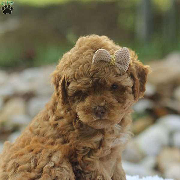 Red Princess, Bich-Poo Puppy