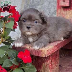 Derek, Shih-Pom Puppy