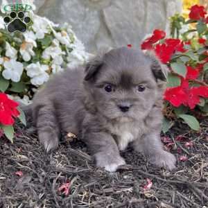 Derek, Shih-Pom Puppy