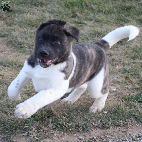 Cooper, Akita Puppy