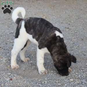 Cooper, Akita Puppy