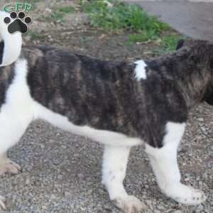 Cooper, Akita Puppy