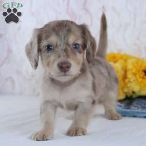 Cole, Dachshund Puppy