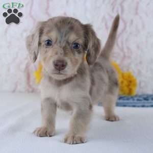 Cole, Dachshund Puppy