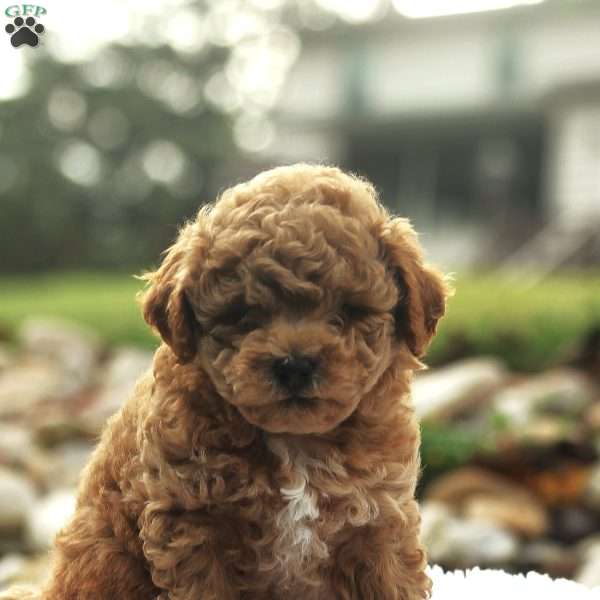 Sebastion, Bich-Poo Puppy