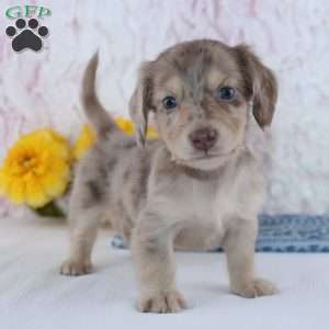 Cole, Dachshund Puppy