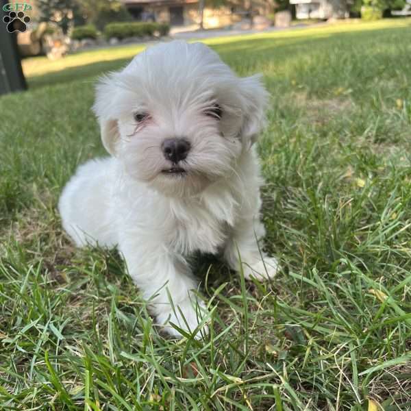 Larry, Maltese Puppy