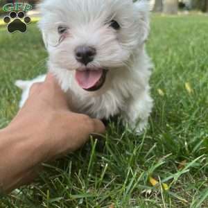 Larry, Maltese Puppy