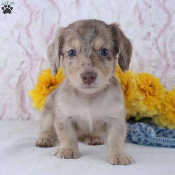 Cole, Dachshund Puppy