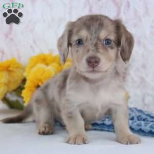 Cole, Dachshund Puppy