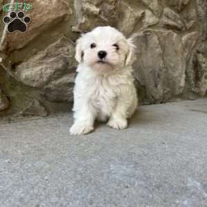 Larry, Maltese Puppy