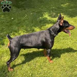 Melanistic – Diamond, Doberman Pinscher Puppy