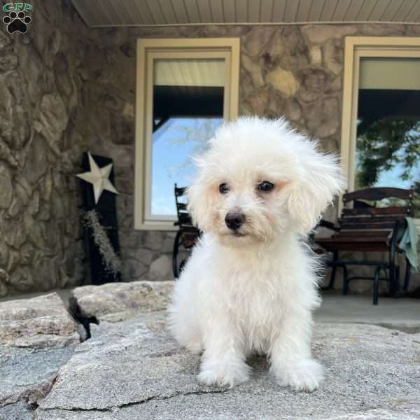 Honey, Bichon Frise Puppy