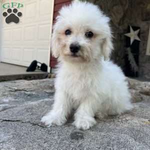 Honey, Bichon Frise Puppy