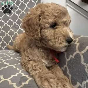 Mocha, Mini Goldendoodle Puppy