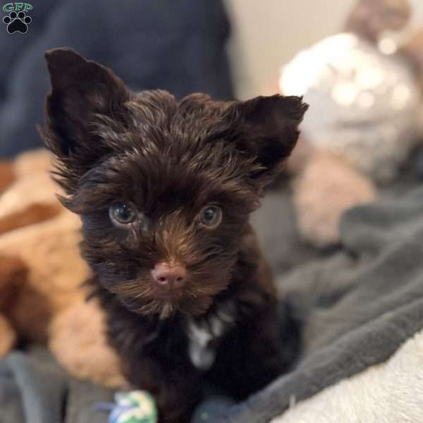 Chrissy, Yorkie Puppy