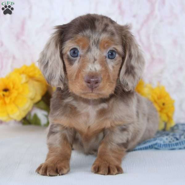 Dexter, Dachshund Puppy
