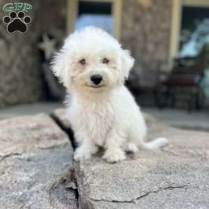 Scout, Bichon Frise Puppy