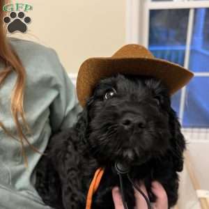 Espresso, Mini Goldendoodle Puppy