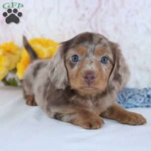 Dexter, Dachshund Puppy