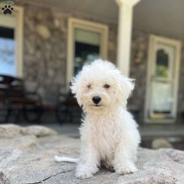 Scout, Bichon Frise Puppy