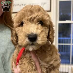 Mocha, Mini Goldendoodle Puppy