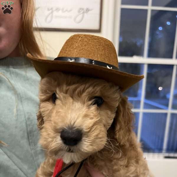 Mocha, Mini Goldendoodle Puppy