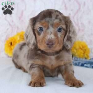 Dexter, Dachshund Puppy