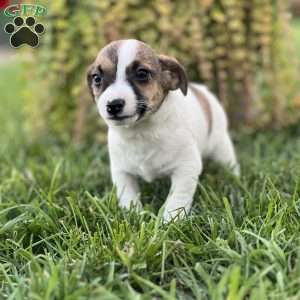 Kiara, Jack Russell Terrier Puppy