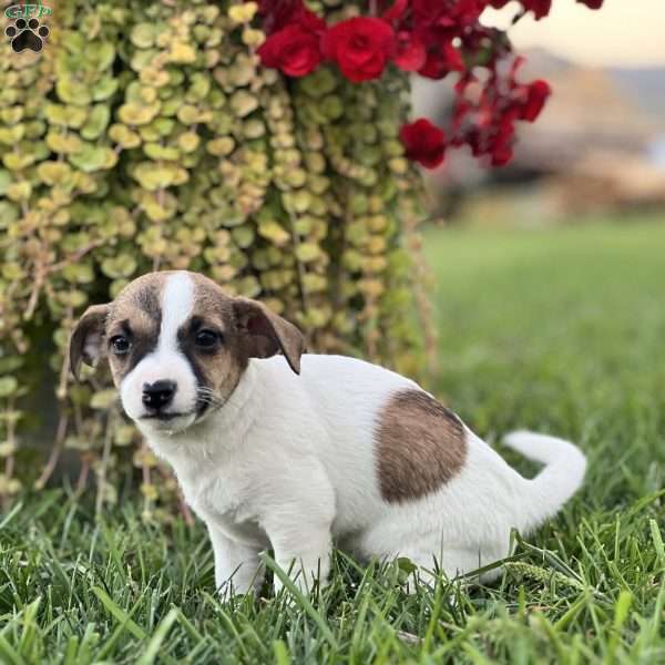 Kiara, Jack Russell Terrier Puppy