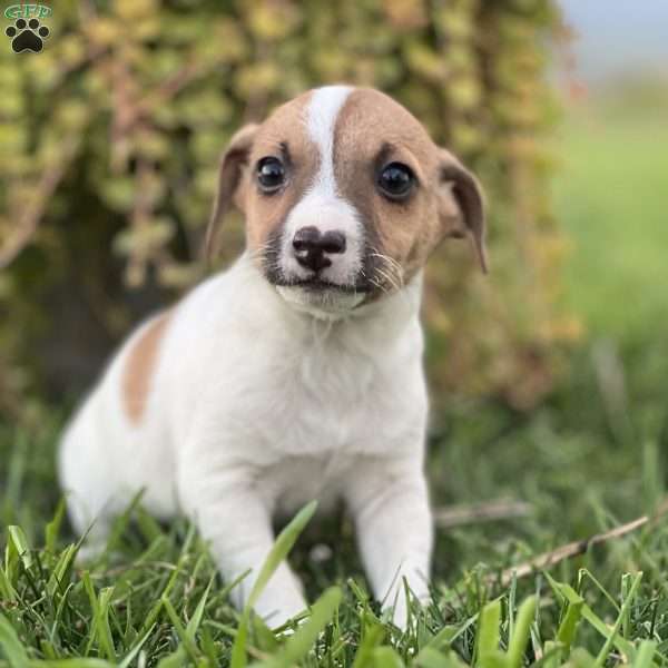 Kendall, Jack Russell Terrier Puppy
