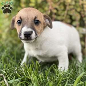 Kaden, Jack Russell Terrier Puppy