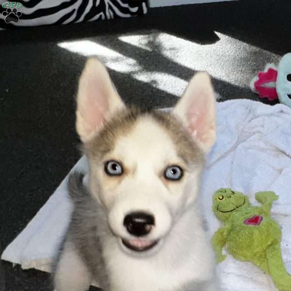 Luna, Siberian Husky Puppy