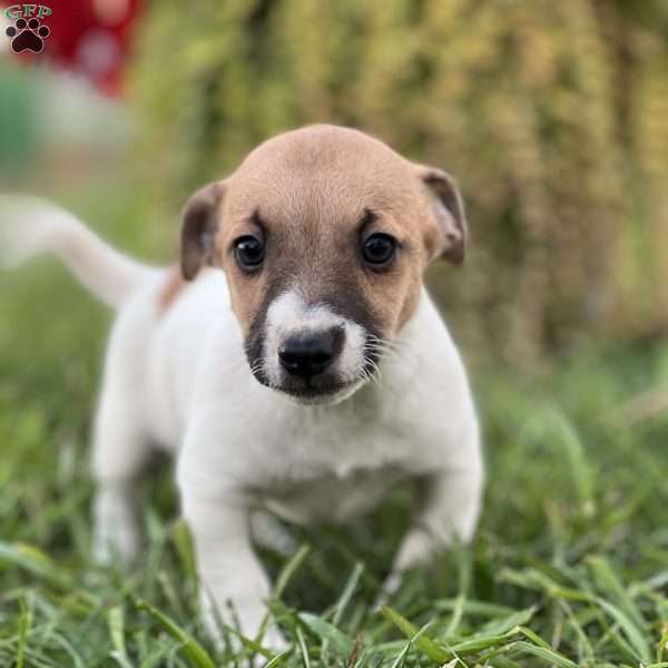 Kaden, Jack Russell Terrier Puppy