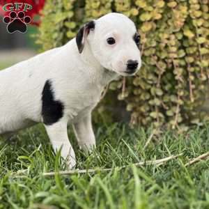 Kevin, Jack Russell Terrier Puppy