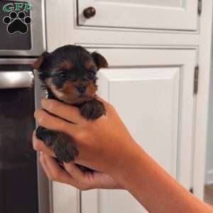 Jonny, Yorkie Puppy