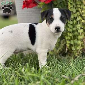 Keith, Jack Russell Terrier Puppy