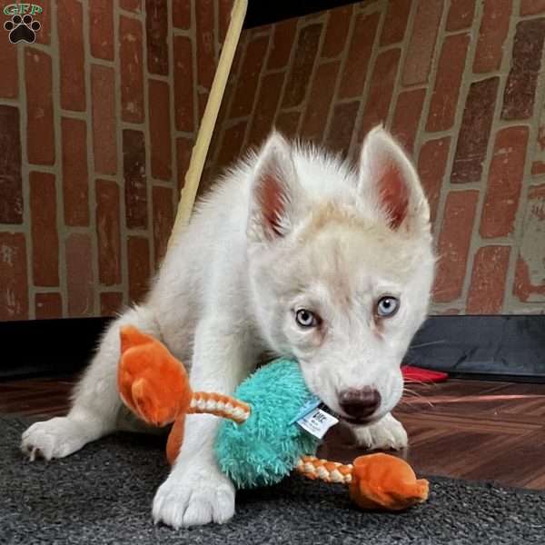 Misty, Siberian Husky Puppy